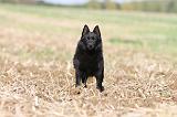 SCHIPPERKE 465